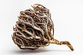 MERYEM ANA ELİ OTU KÖKÜ 100 GR