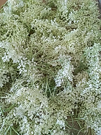 MÜRVER ÇİÇEĞİ 100 GR