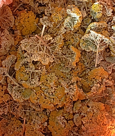 CİVAN PERÇEMİ CİVANPERÇEM 100 gr