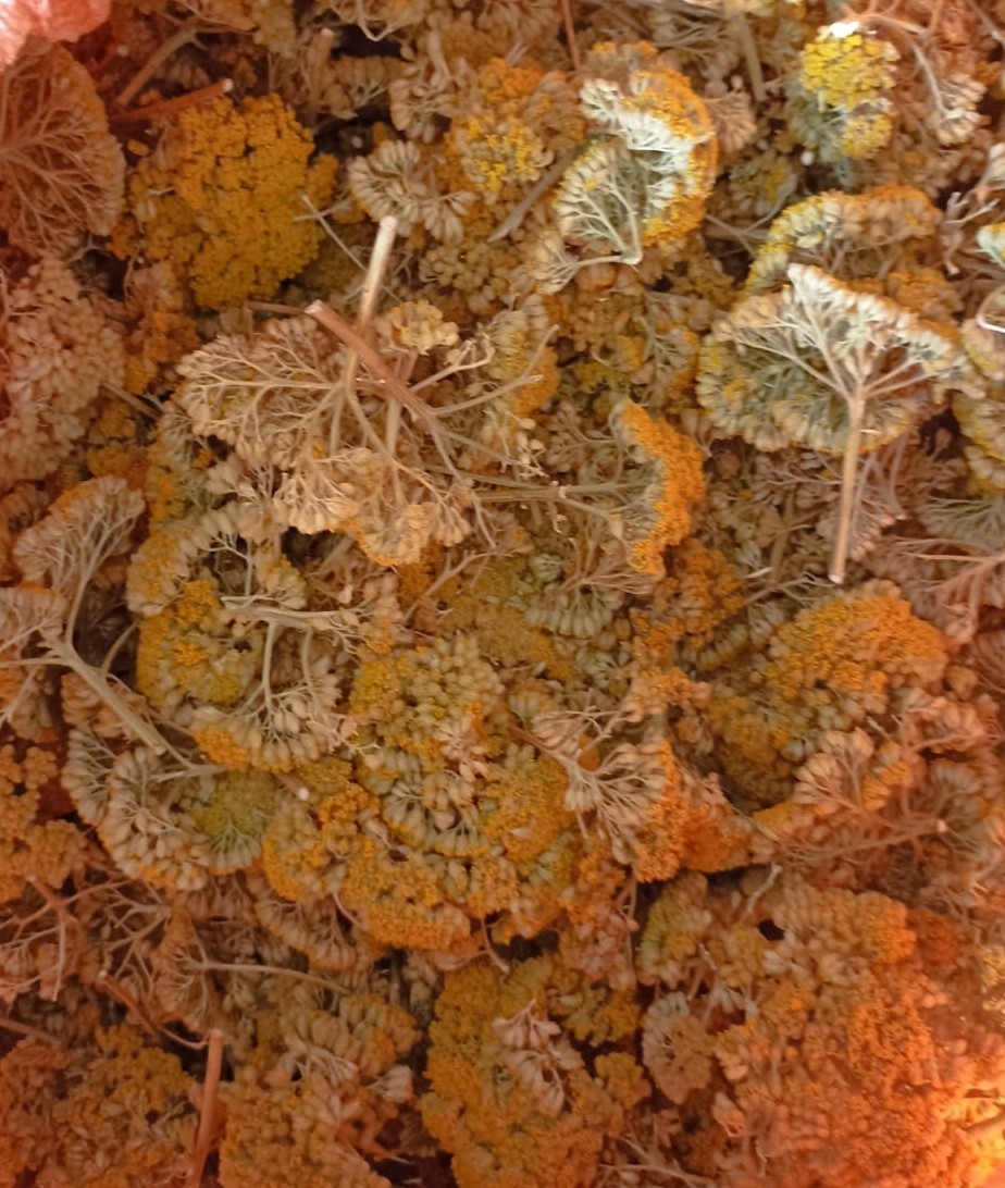 CİVAN PERÇEMİ CİVANPERÇEM 100 gr