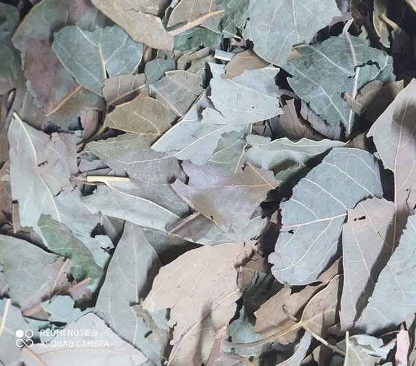 AVOKADO AVAKADO YAPRAĞI 150 GR