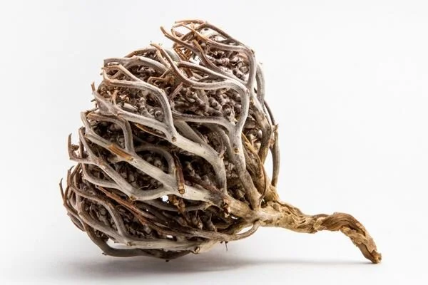 MERYEM ANA ELİ OTU KÖKÜ 100 GR