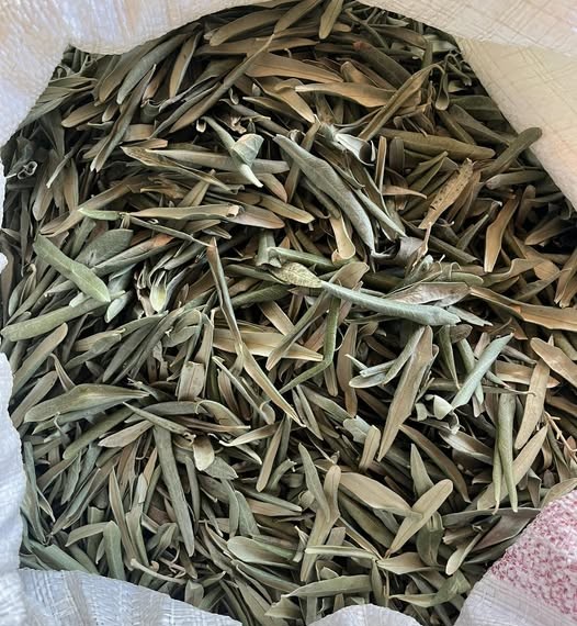 ZEYTİN YAPRAĞI 200 GR