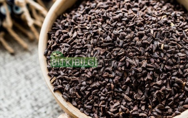 ÜZERLİK TOHUMU 150 GR