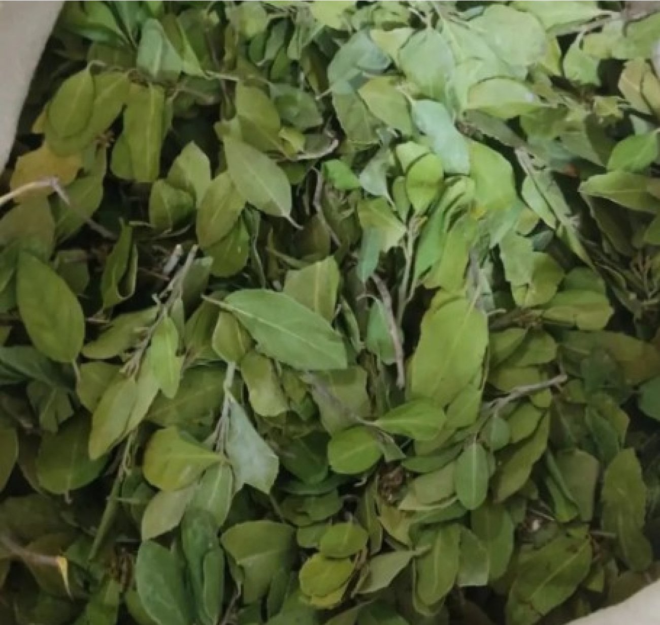 SİDR YAPRAĞI SİDİR YAPRAĞI  150 GR