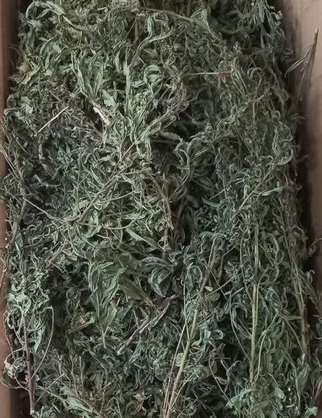 YAPIŞKAN ANDIZ OTU 150 GR