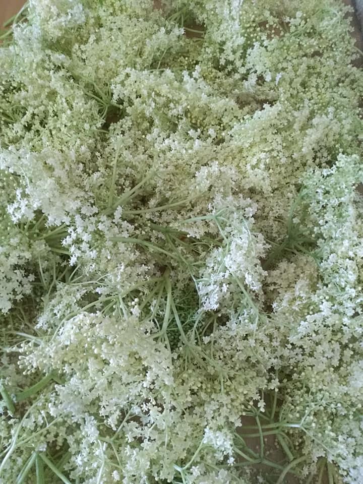 MÜRVER ÇİÇEĞİ 100 GR